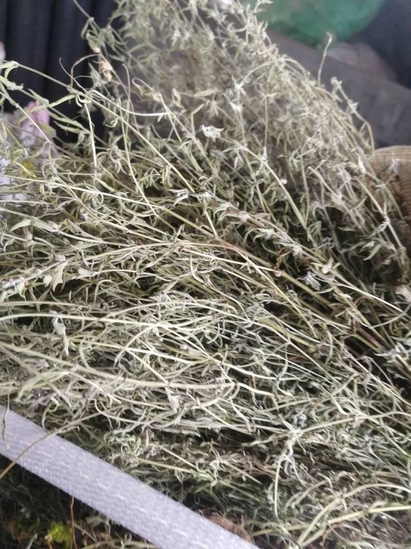 野生青绿香茹草泡茶去暑