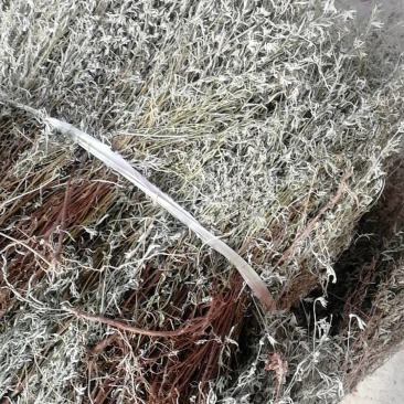 野生青绿香茹草泡茶去暑