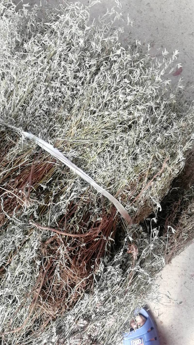 野生青绿香茹草泡茶去暑