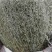 野生青绿香茹草泡茶去暑