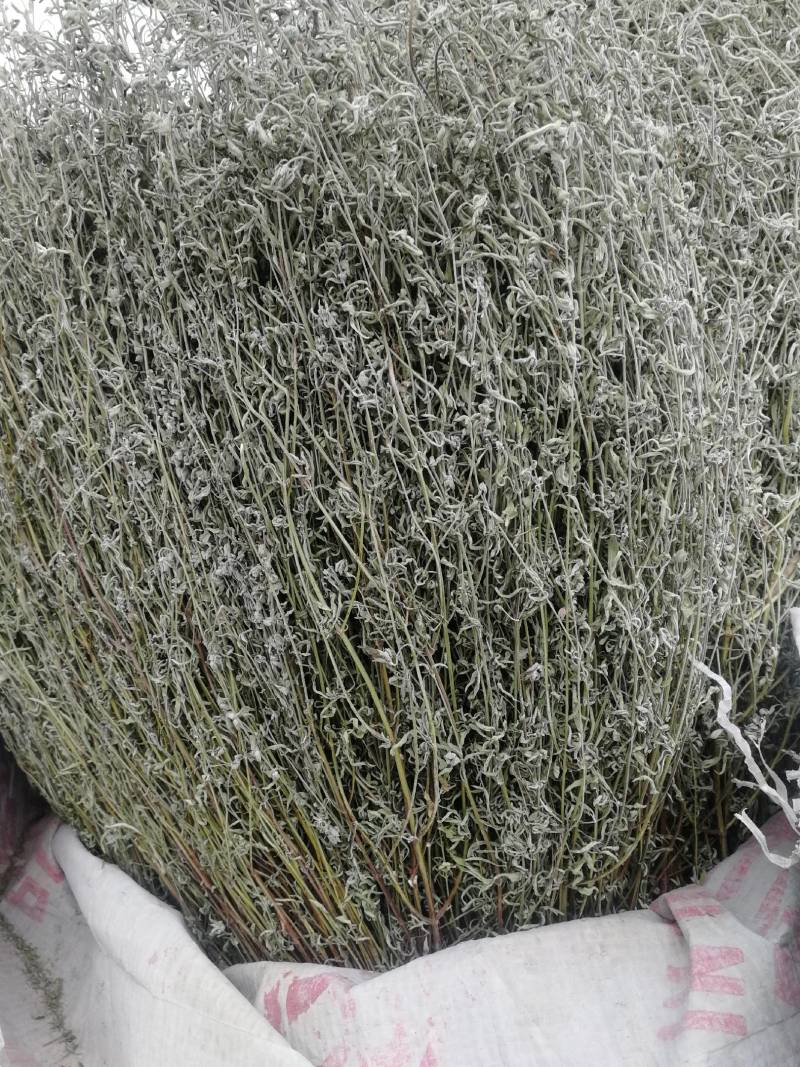 野生青绿香茹草泡茶去暑