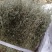 野生青绿香茹草泡茶去暑