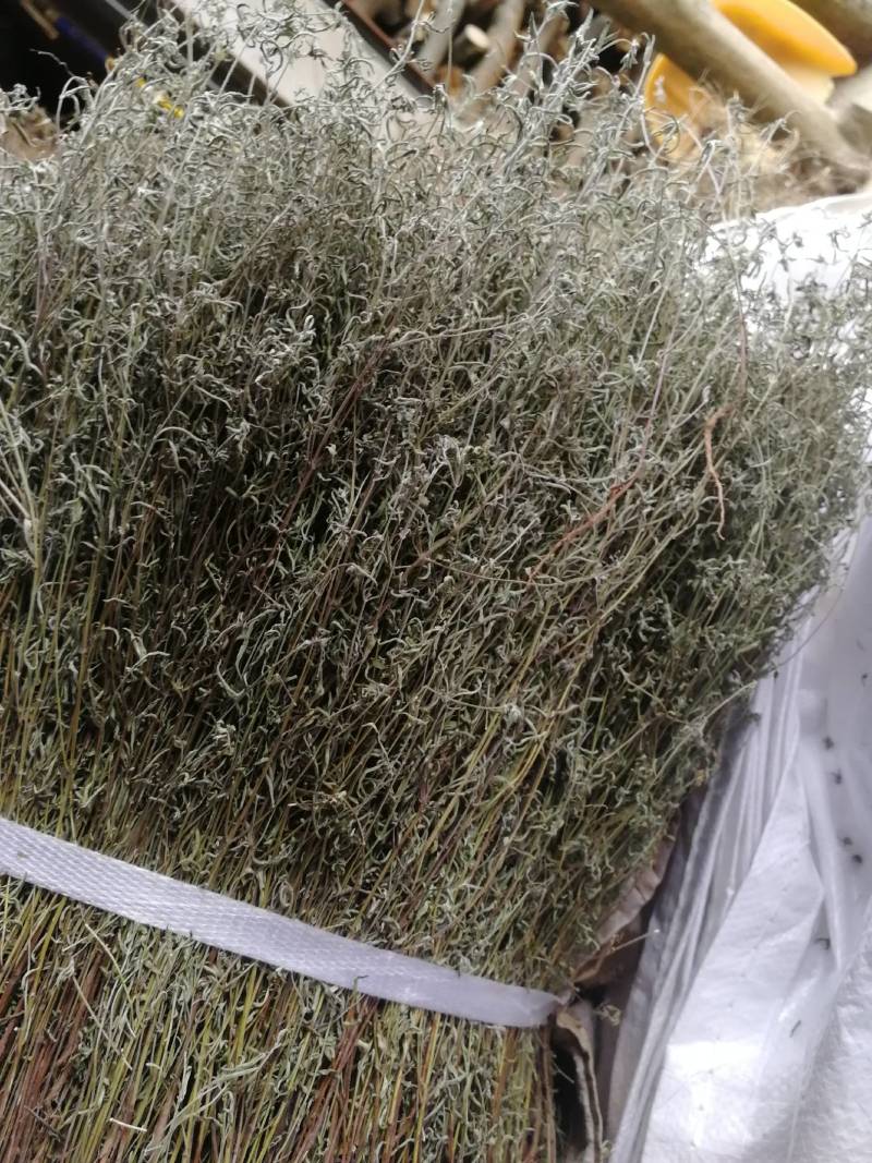 野生青绿香茹草泡茶去暑