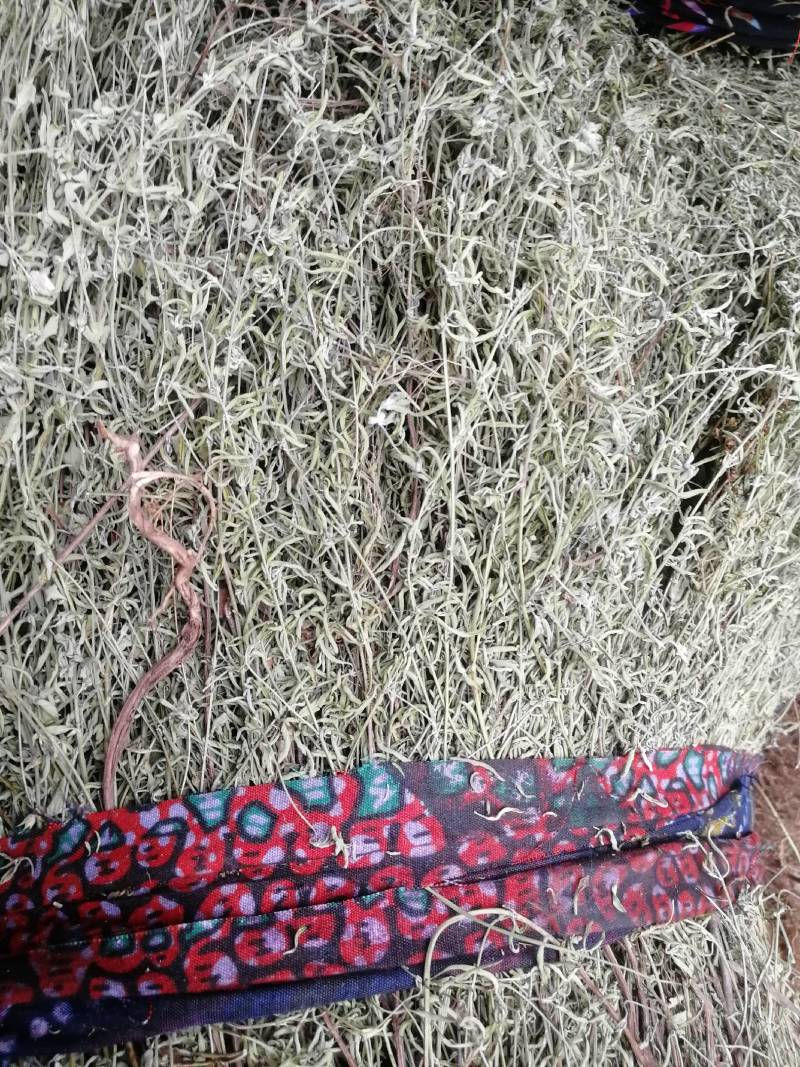 野生青绿香茹草泡茶去暑