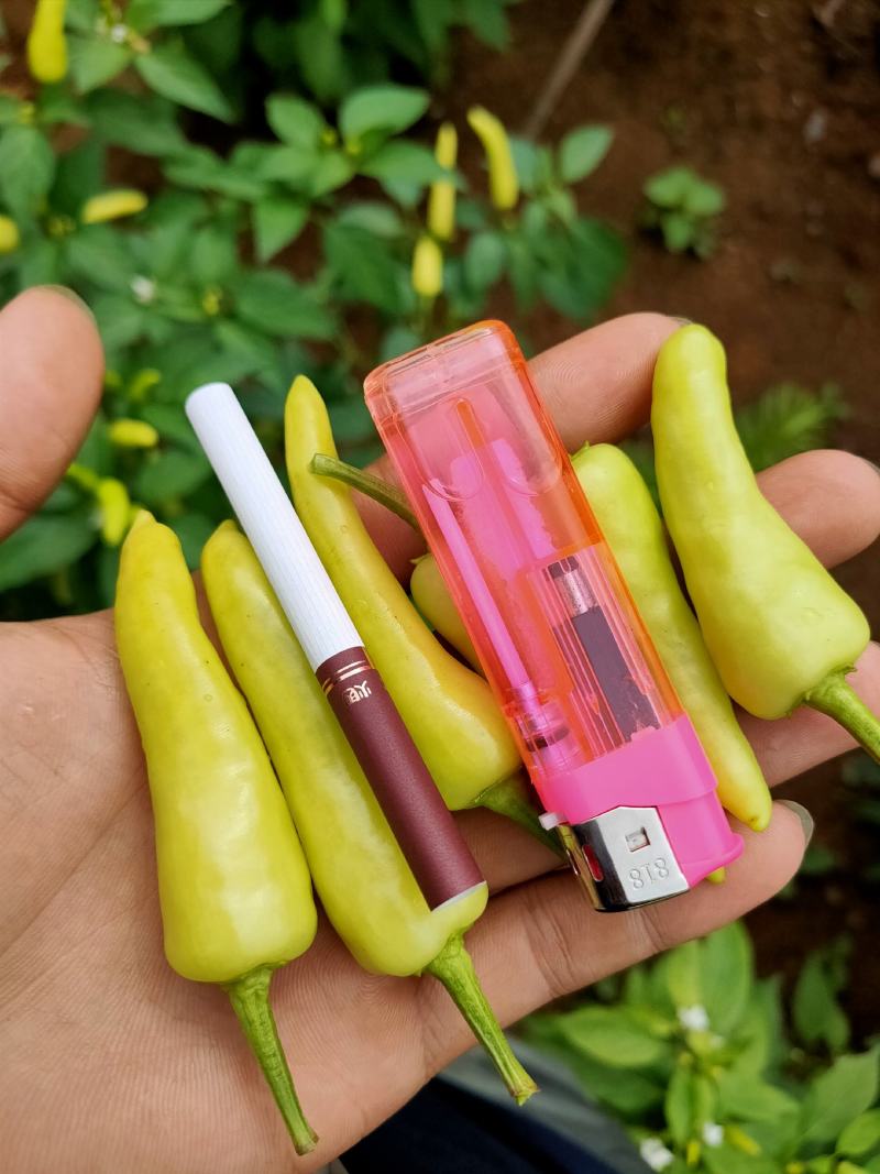 精品辣椒，朝天椒，白米椒，白泡椒，七彩椒大量上市。