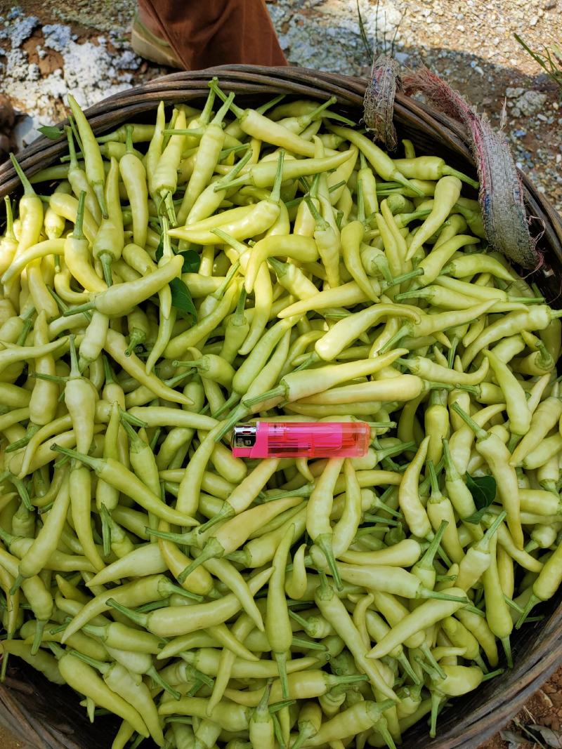 精品辣椒，朝天椒，白米椒，白泡椒，七彩椒大量上市。