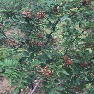 新鲜采摘大红袍花椒。