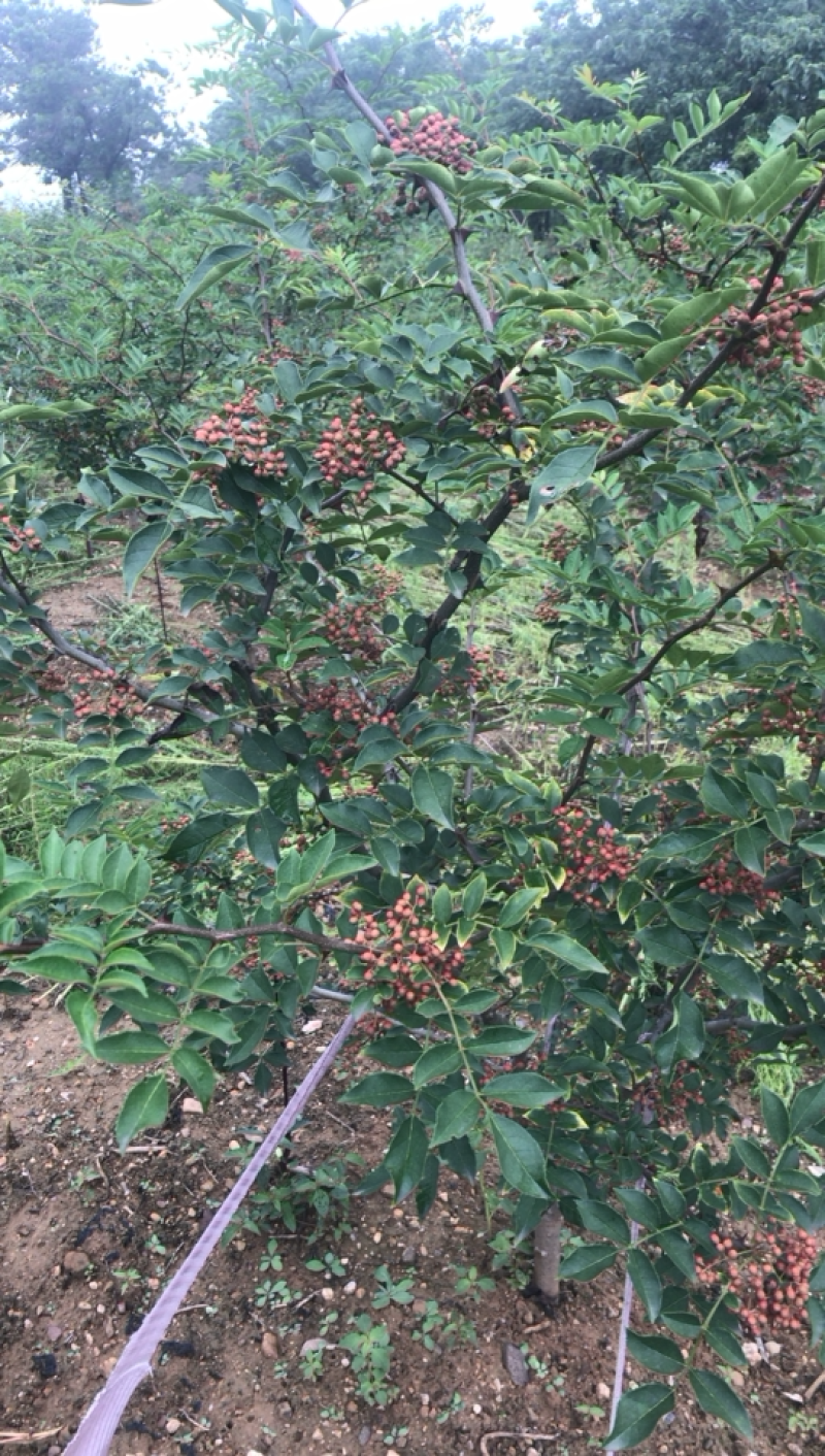 新鲜采摘大红袍花椒。