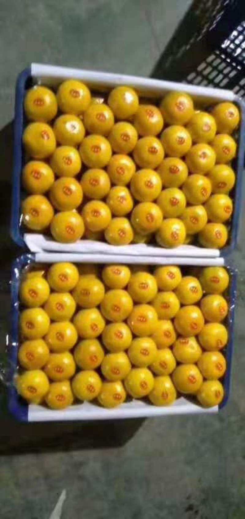 蜜橘特早蜜橘，果大皮薄，口感好，细腻无渣货源充足