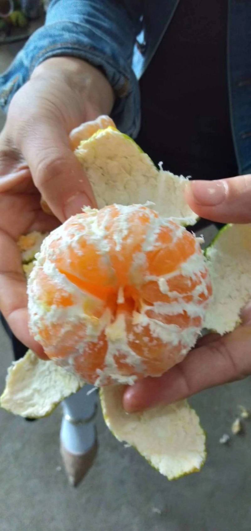 蜜橘特早蜜橘，果大皮薄，口感好，细腻无渣货源充足