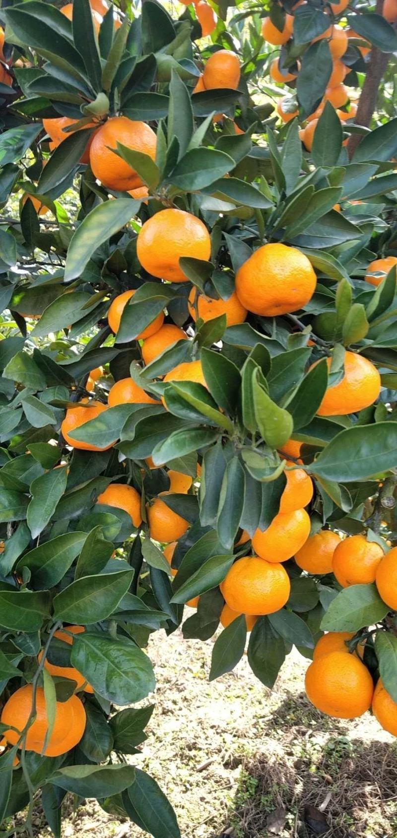 蜜橘特早蜜橘，果大皮薄，口感好，细腻无渣货源充足