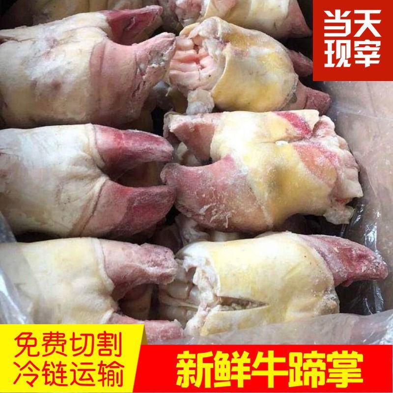 牛蹄掌4斤新鲜黄牛蹄牛蹄筋生牛脚带筋牛蹄子牛脚掌牛爪牛杂