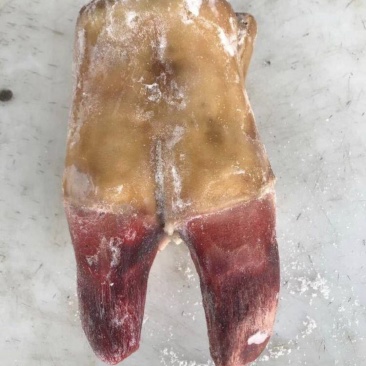 牛蹄掌4斤新鲜黄牛蹄牛蹄筋生牛脚带筋牛蹄子牛脚掌牛爪牛杂