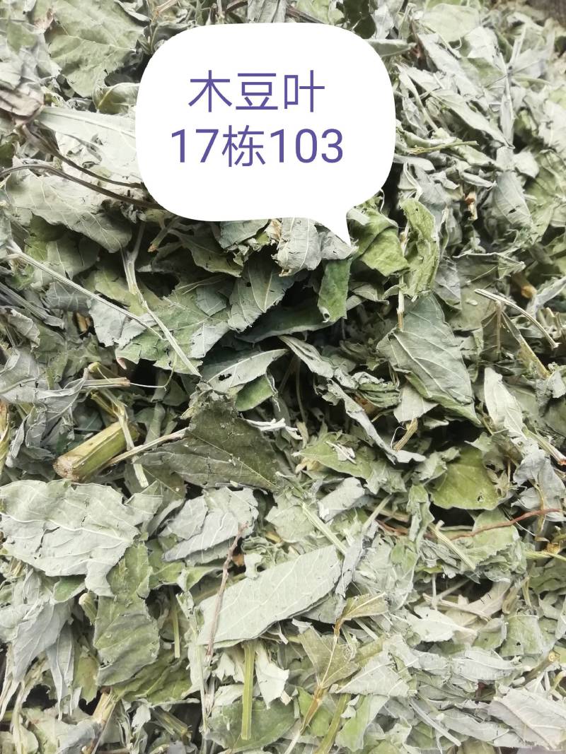 广西新货木豆叶，颜色青绿