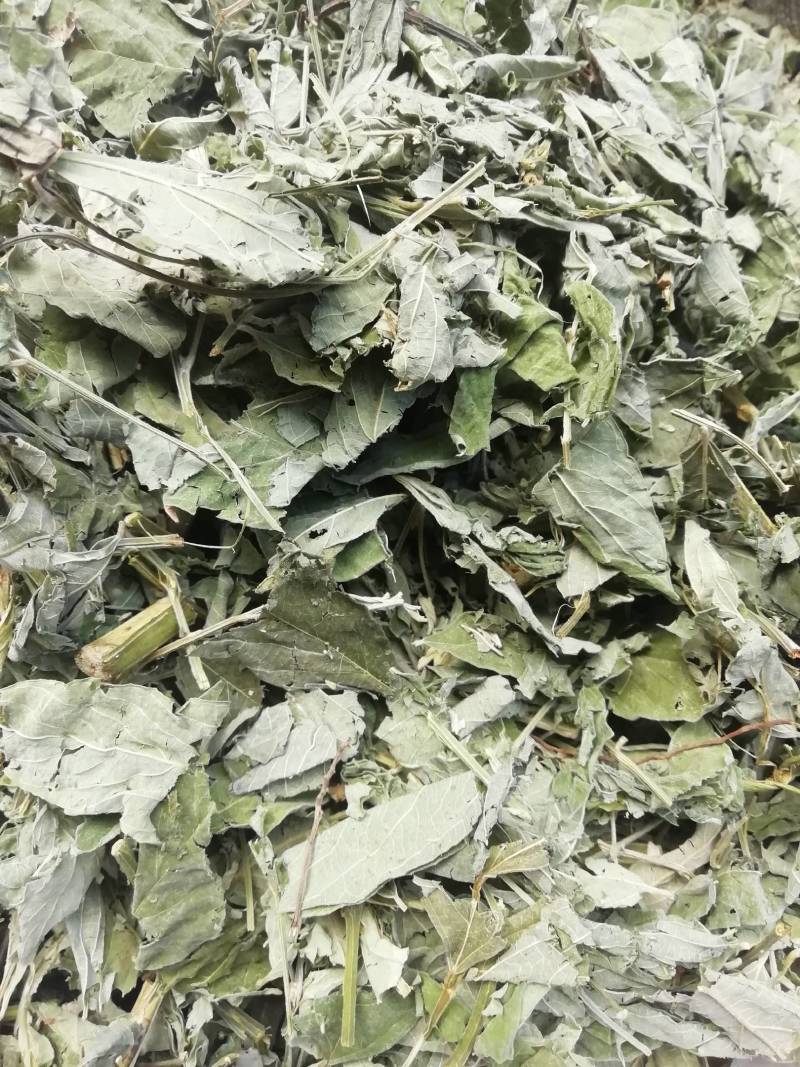 广西新货木豆叶，颜色青绿
