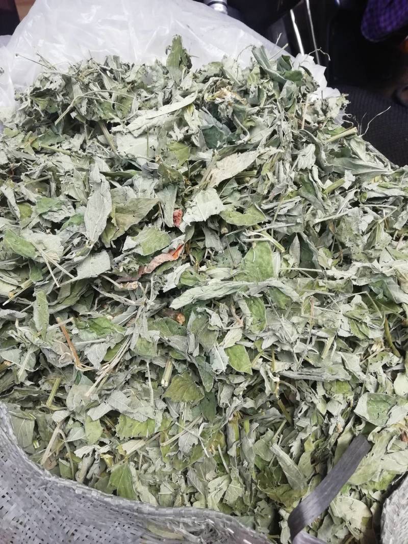 广西新货木豆叶，颜色青绿