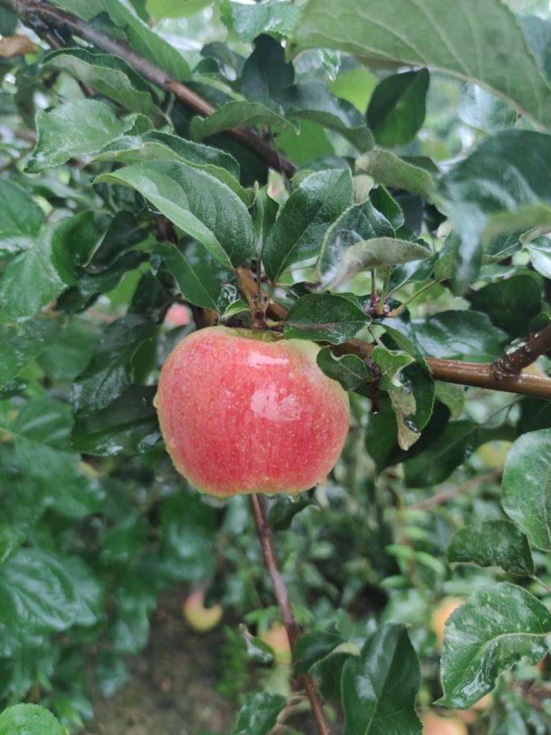 菏泽曹县华硕苹果山东早熟苹果