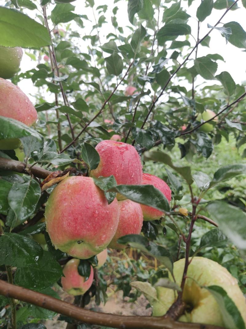 菏泽曹县华硕苹果山东早熟苹果