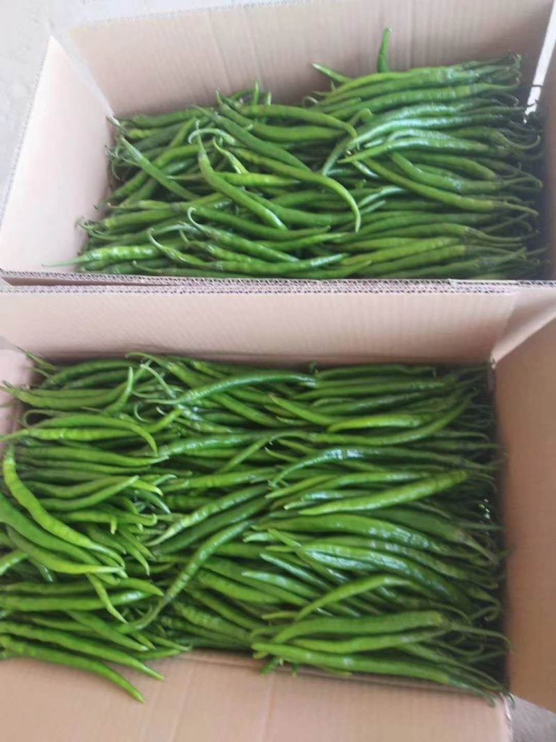 小米椒，可预冷，供应各种辣椒，河南辣椒，专业代办代发