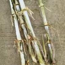 皇竹草种节200节，都是当天现砍现发货，保证新鲜，芽率