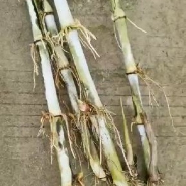 皇竹草种节200节，都是当天现砍现发货，保证新鲜，芽率