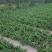 【优选商家】铺地柏基地30公分-50公分铺地柏低价格出售
