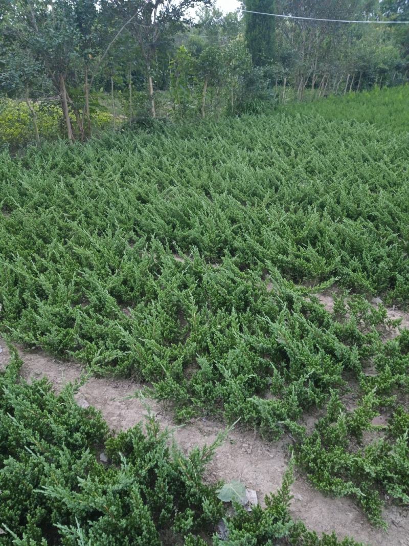 【优选商家】铺地柏基地30公分-50公分铺地柏低价格出售