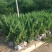 【优选商家】铺地柏基地30公分-50公分铺地柏低价格出售