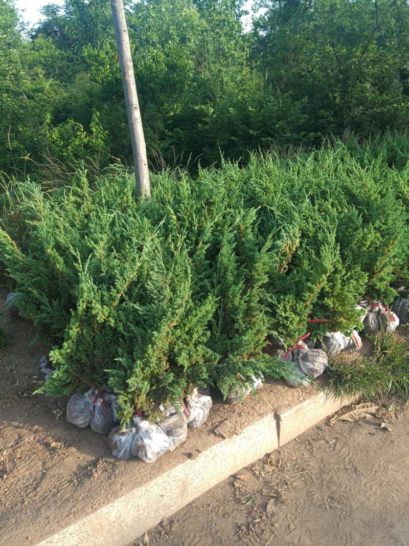 【优选商家】铺地柏基地30公分-50公分铺地柏低价格出售