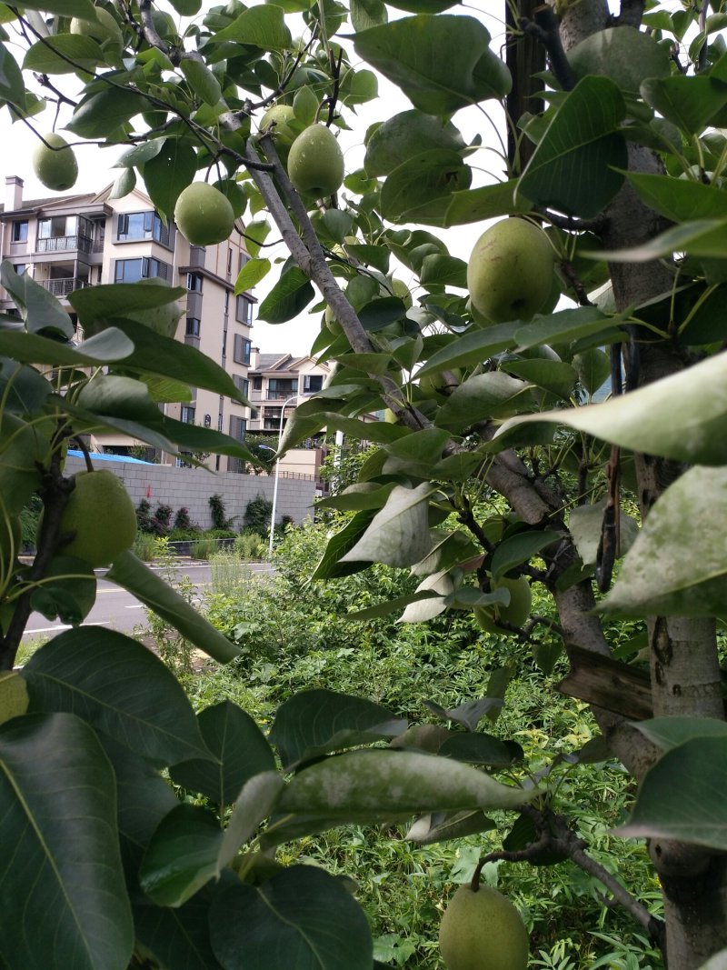 汉源一手货源金花梨，果园采摘