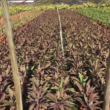 朱蕉双色杯杯苗价格，朱蕉成都基地大量供应