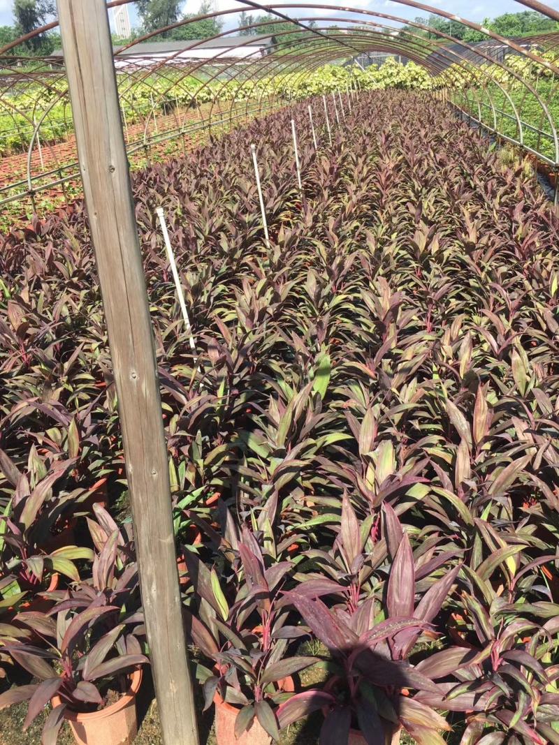 朱蕉双色杯杯苗价格，朱蕉成都基地大量供应