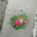 自家苗圃供应金鱼草基地直销一手货源视频看货
