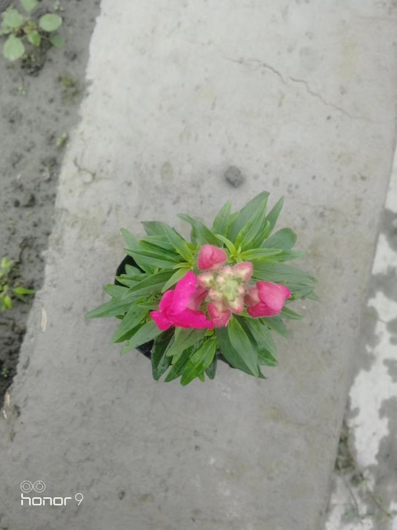自家苗圃供应金鱼草基地直销一手货源视频看货