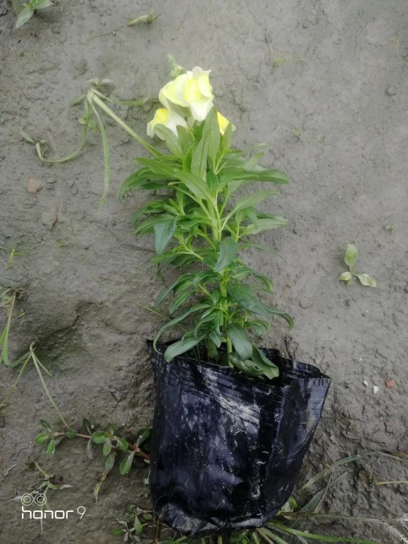 自家苗圃供应金鱼草基地直销一手货源视频看货