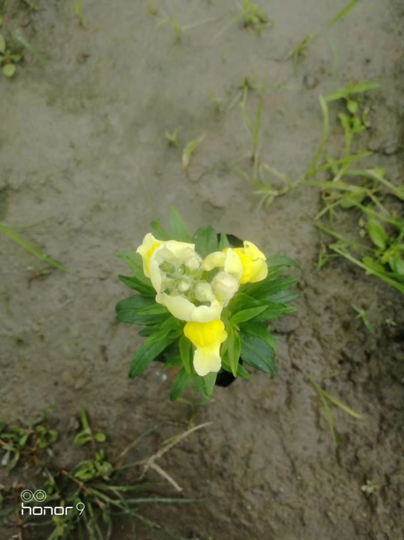自家苗圃供应金鱼草基地直销一手货源视频看货