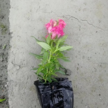 自家苗圃供应金鱼草基地直销一手货源视频看货