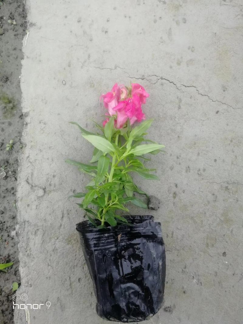 自家苗圃供应金鱼草基地直销一手货源视频看货