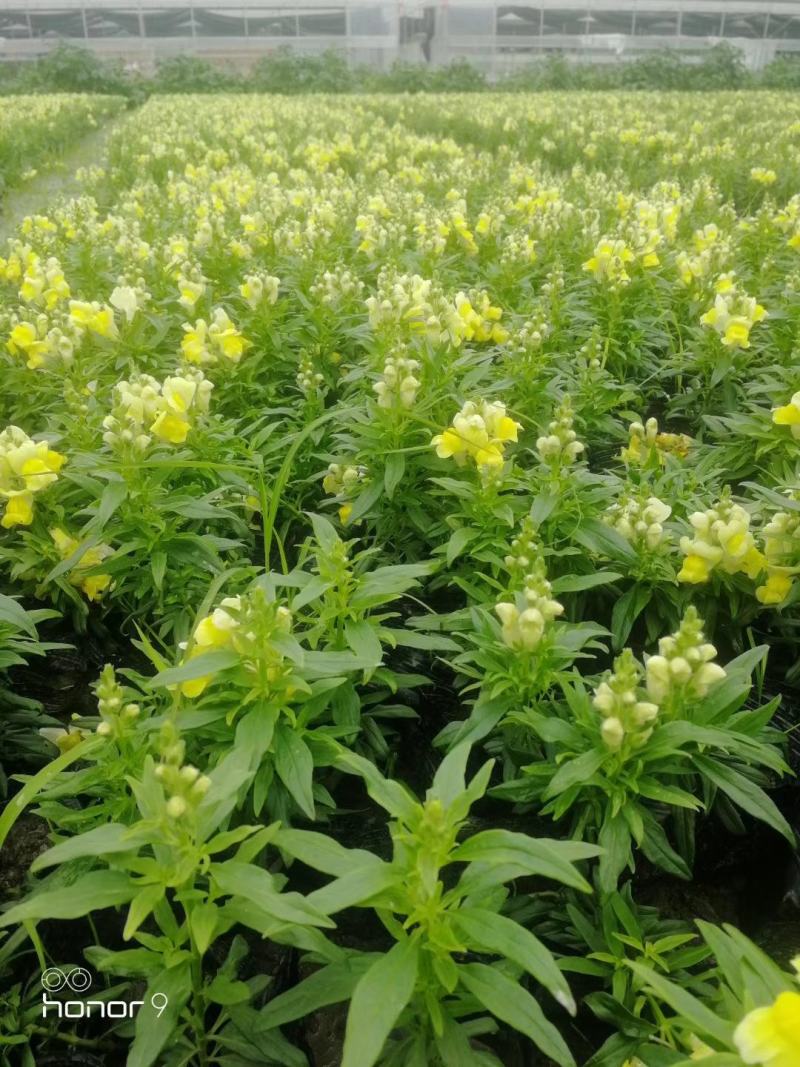 自家苗圃供应金鱼草基地直销一手货源视频看货