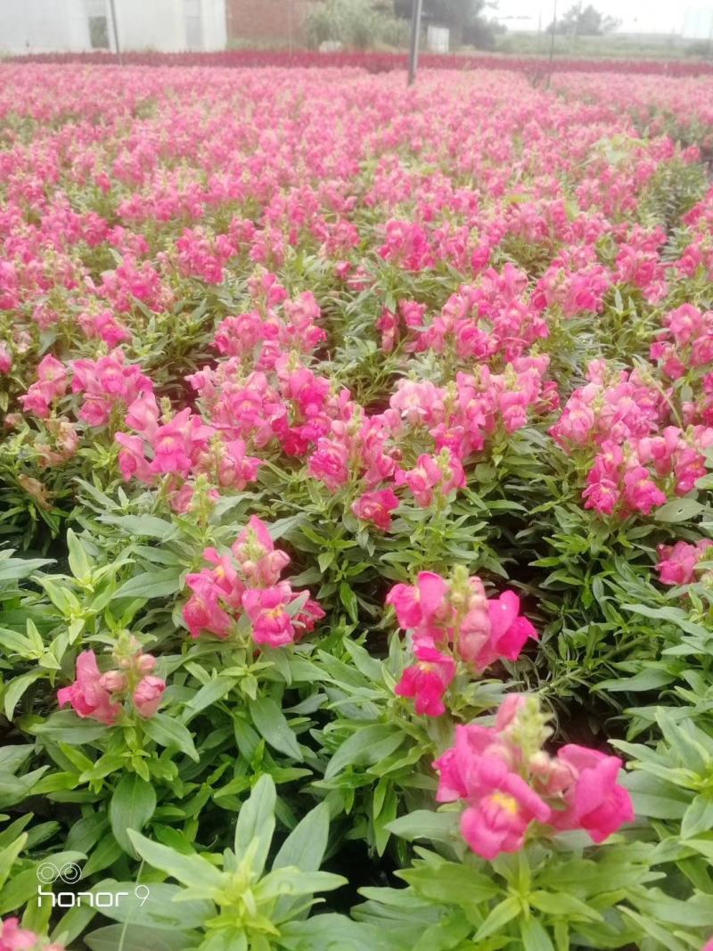 自家苗圃供应金鱼草基地直销一手货源视频看货
