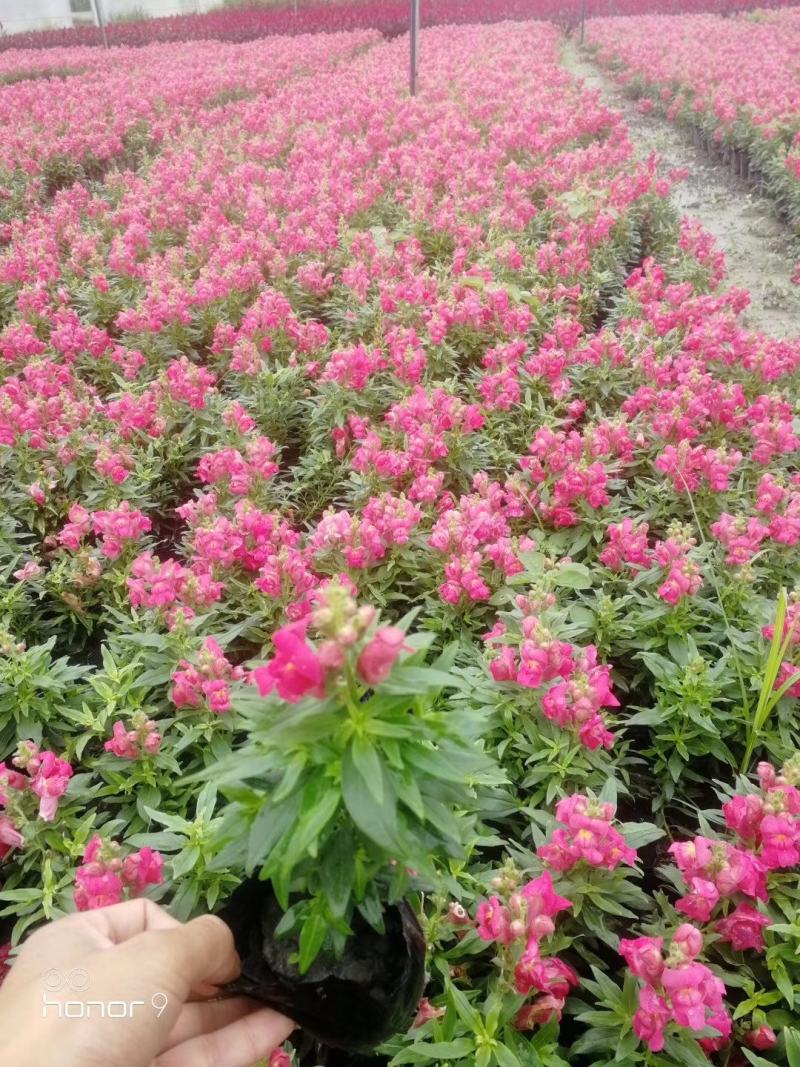 自家苗圃供应金鱼草基地直销一手货源视频看货