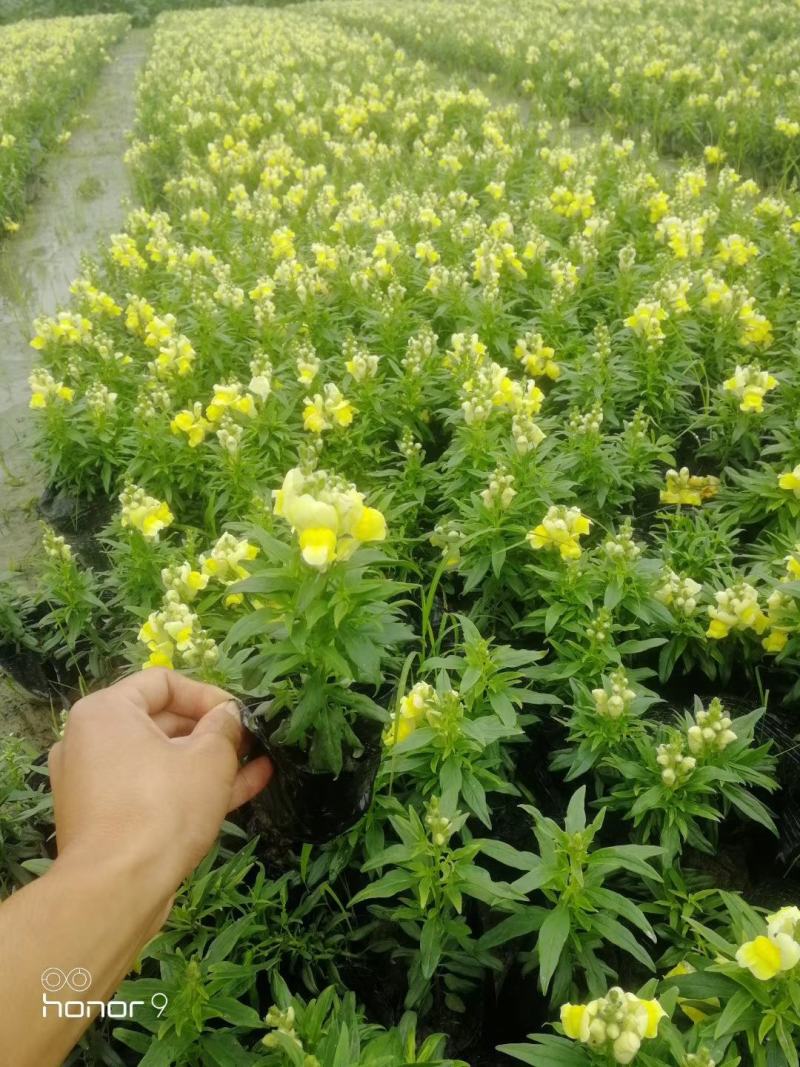 自家苗圃供应金鱼草基地直销一手货源视频看货