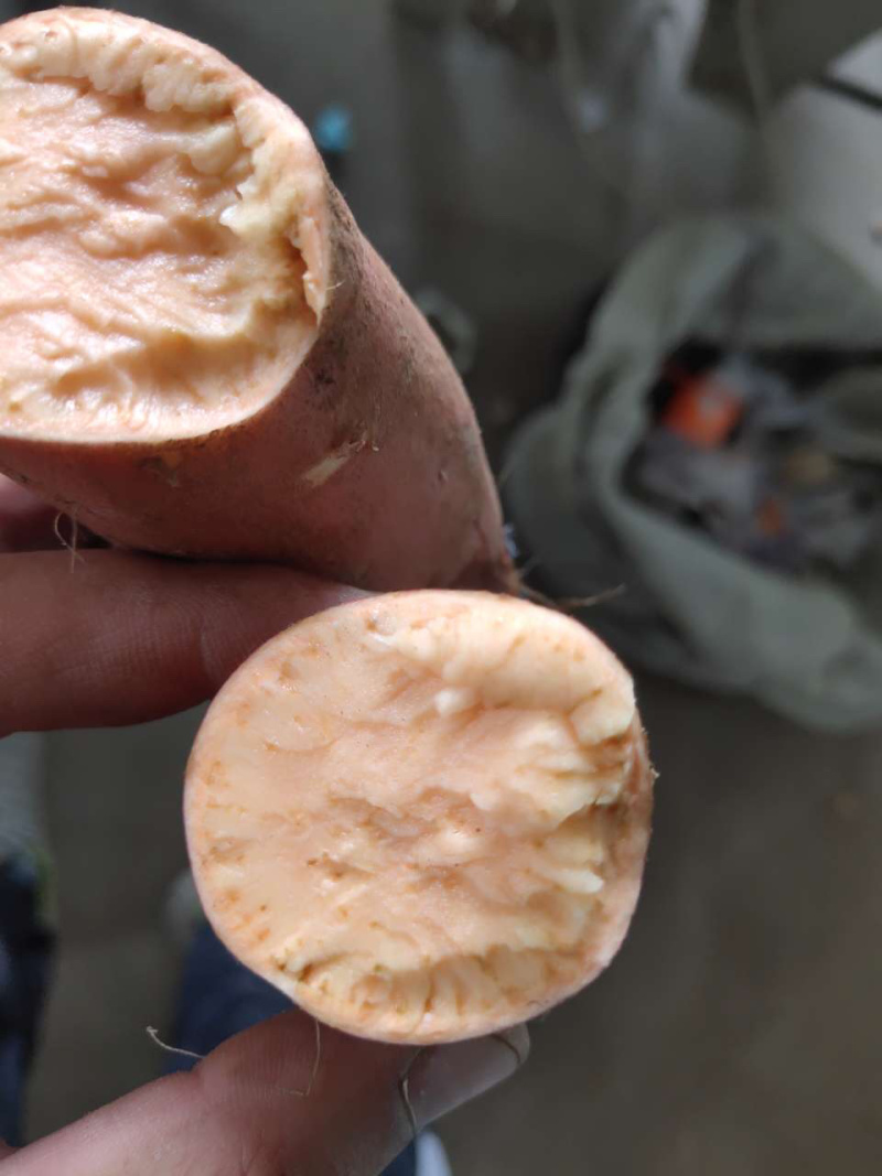 烟薯25大量现货上市对接电商微商平台一件代发