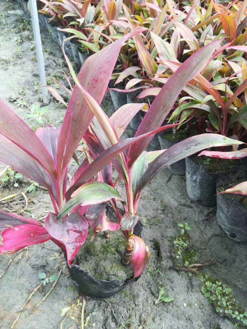 红叶朱蕉杯苗基地直销量大从优可视频看货