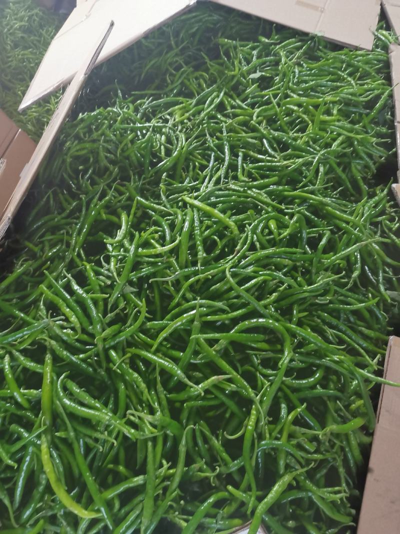 小米椒，可预冷，供应各种辣椒，河南辣椒，专业代办代发