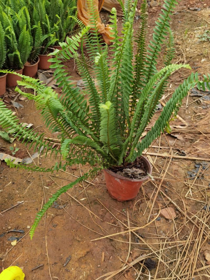 肾蕨，肾蕨苗圃直销，肾蕨杯苗，云南肾蕨一手货源