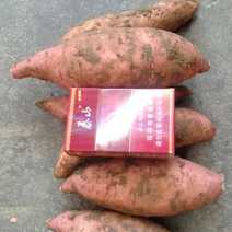 高密东北乡优质的龙薯九号地瓜，大量供应