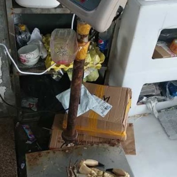 新鲜鲜活年面包蟹黄金蟹珍宝蟹