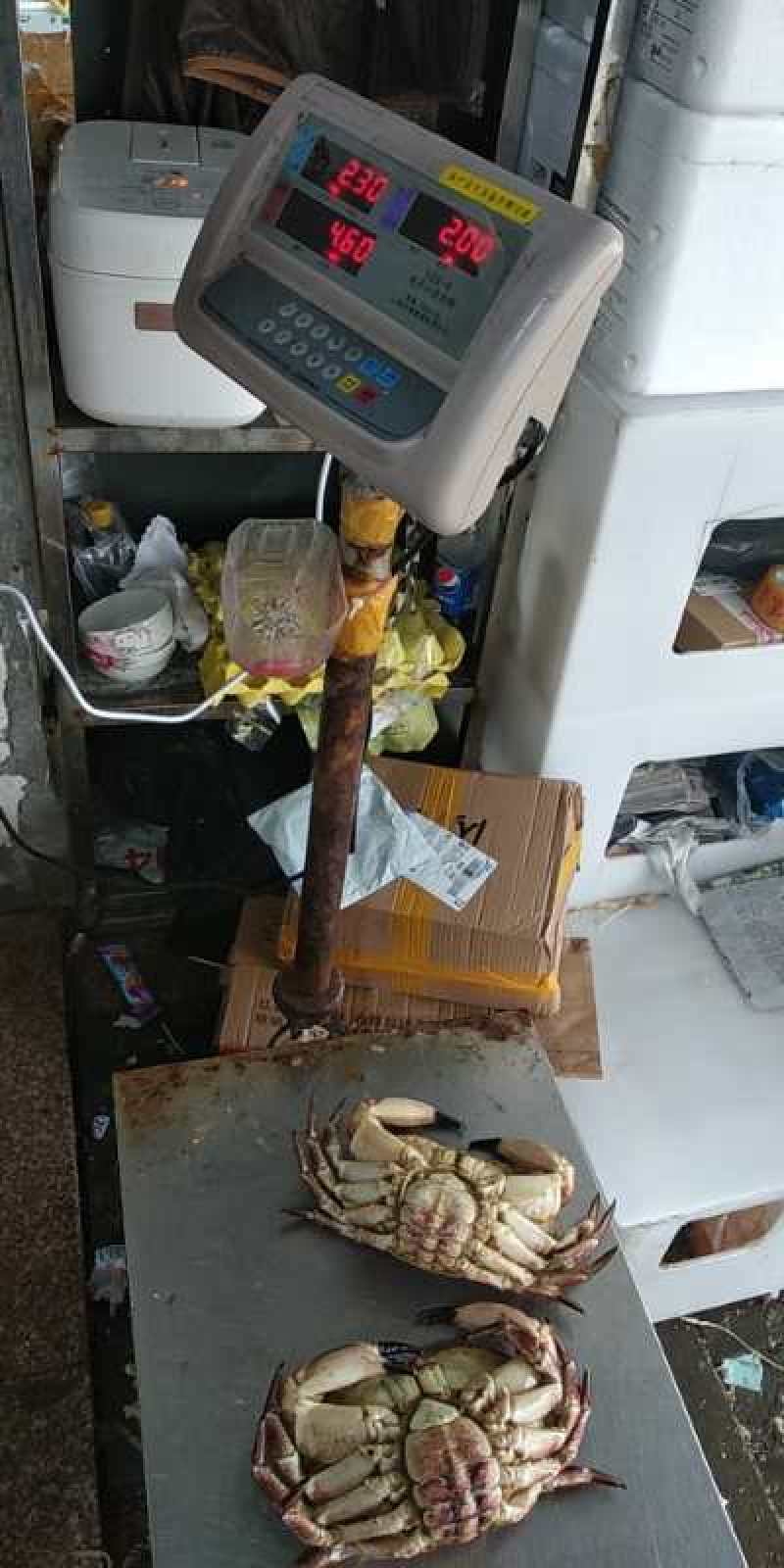 新鲜鲜活年面包蟹黄金蟹珍宝蟹