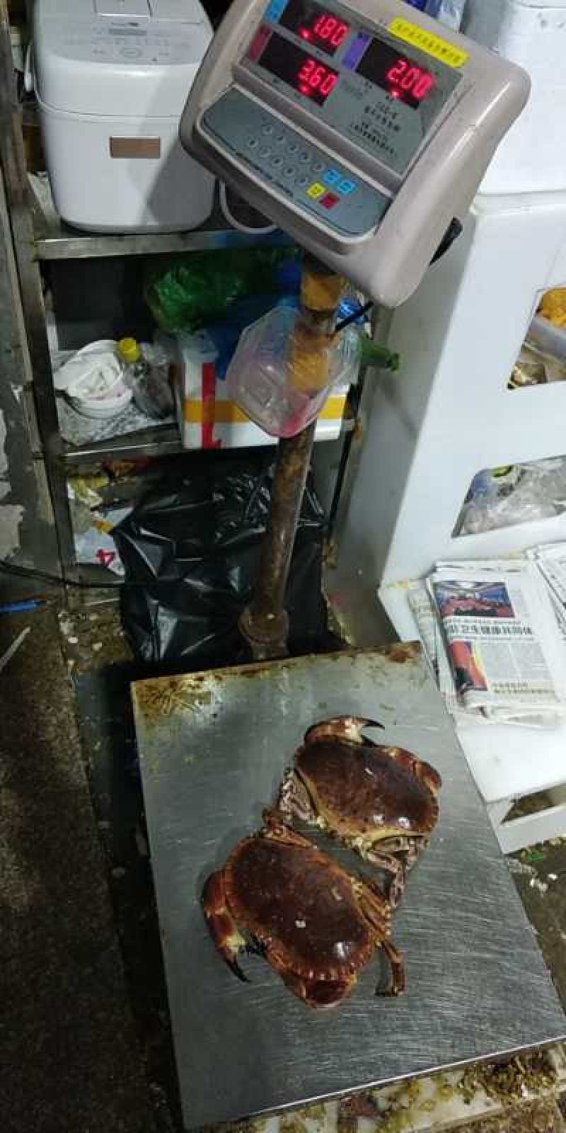 新鲜鲜活年面包蟹黄金蟹珍宝蟹